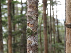 木立は何を待つのか・・