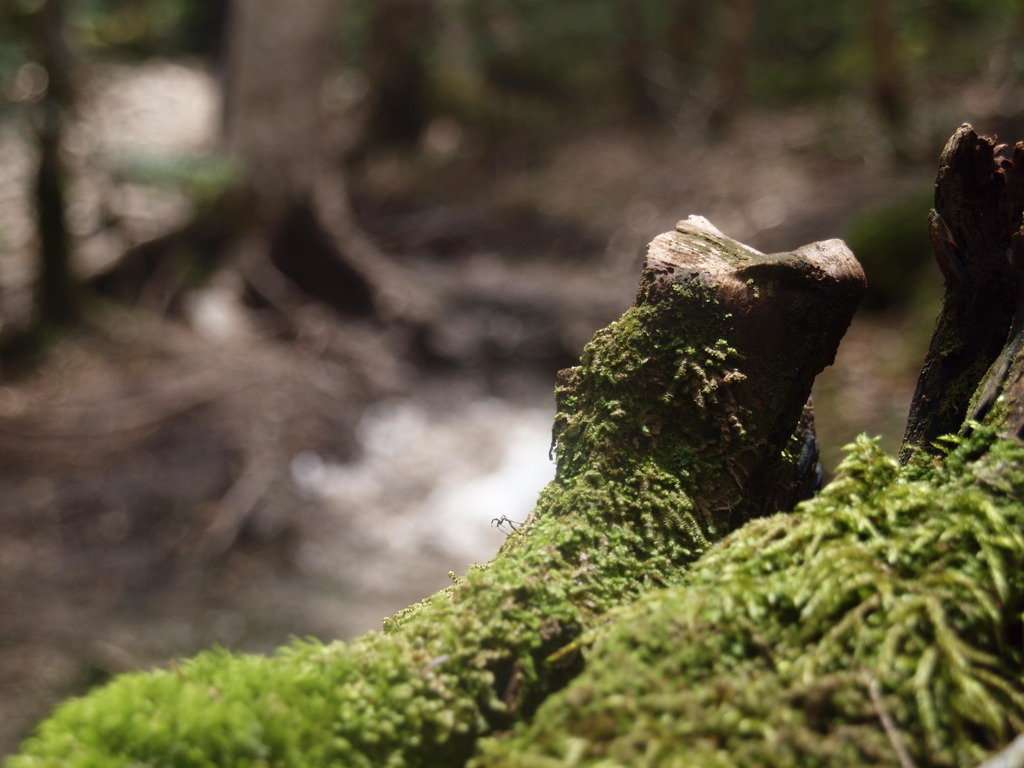 雪解け〜初夏の森