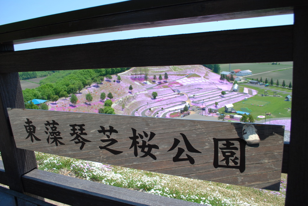 終わりかけの芝桜