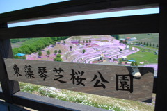 終わりかけの芝桜