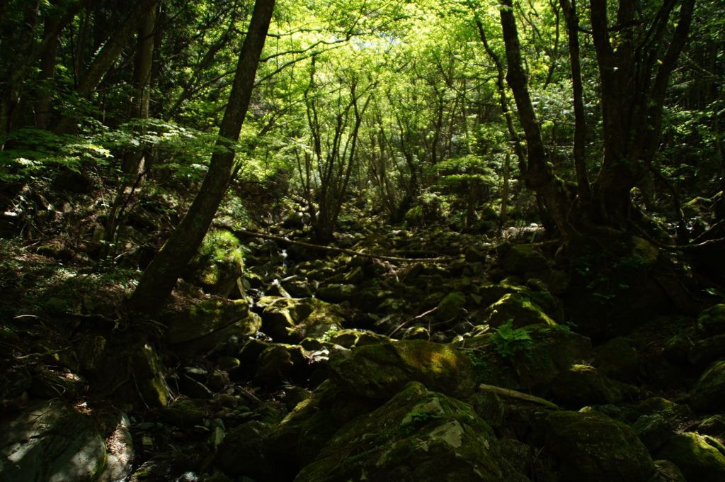 笹が峰の山道01