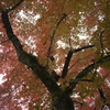 道後公園の木