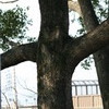 ハート型のくぼみがある樹①