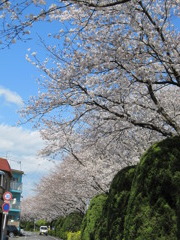 桜通り