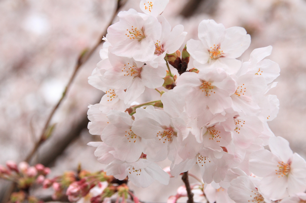 桜５