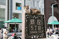 銀座の主役