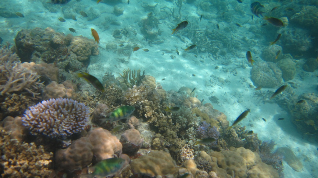 DIVE IN TO THE SEA