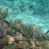 DIVE IN TO THE SEA