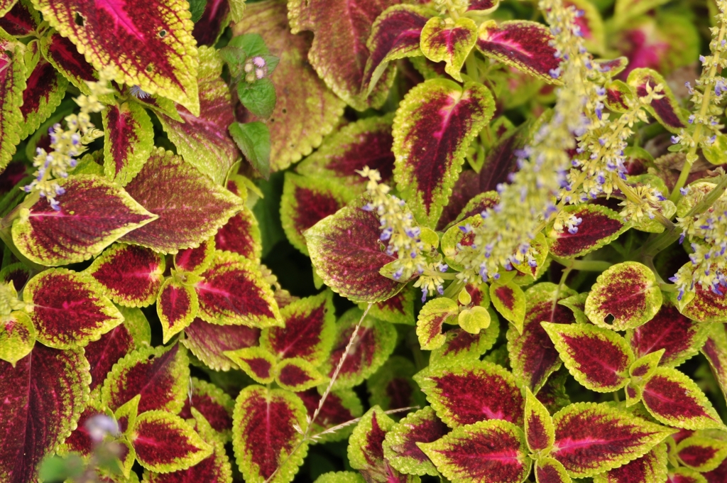 葉っぱのジュンタン