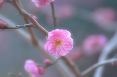 綺麗さの裏にあるもの