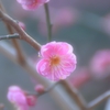 綺麗さの裏にあるもの