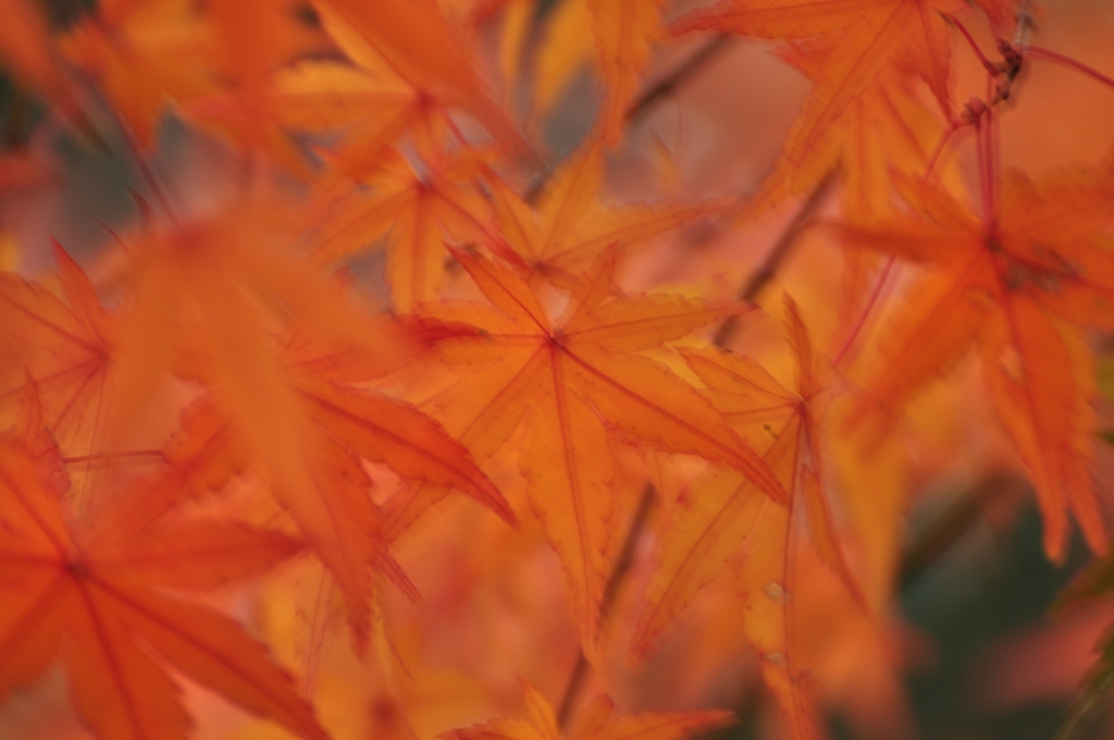 やんわかもみじ