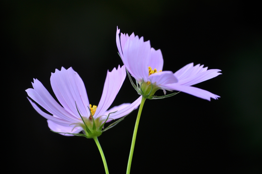 秋桜１