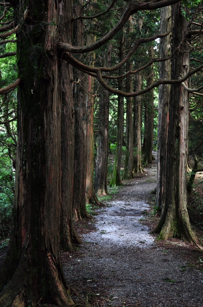 Forest 2