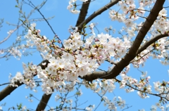 空と桜