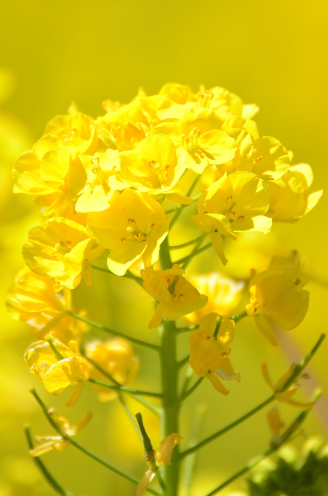 菜の花
