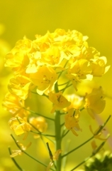 菜の花
