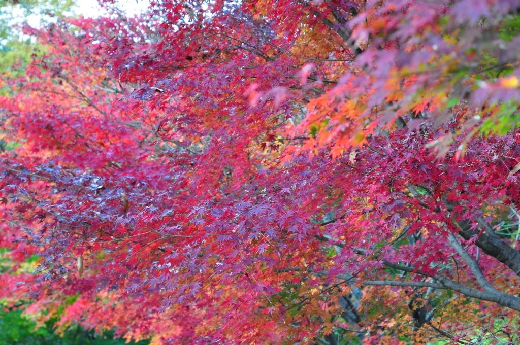 紅葉 その壱