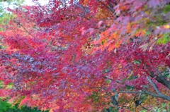 紅葉 その壱