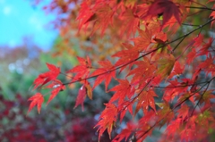 紅葉 その弐
