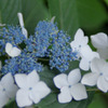 アジサイ