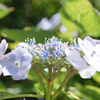 アジサイ