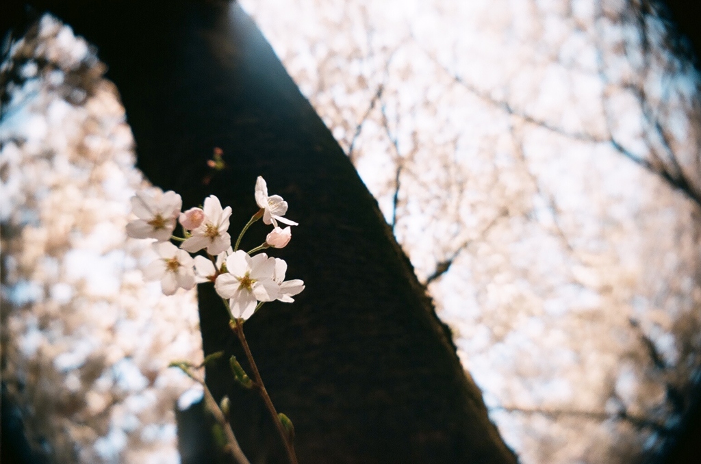 木の下。
