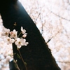 木の下。