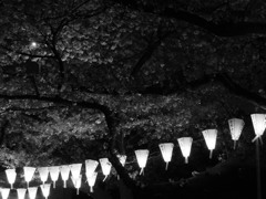 夜の探索