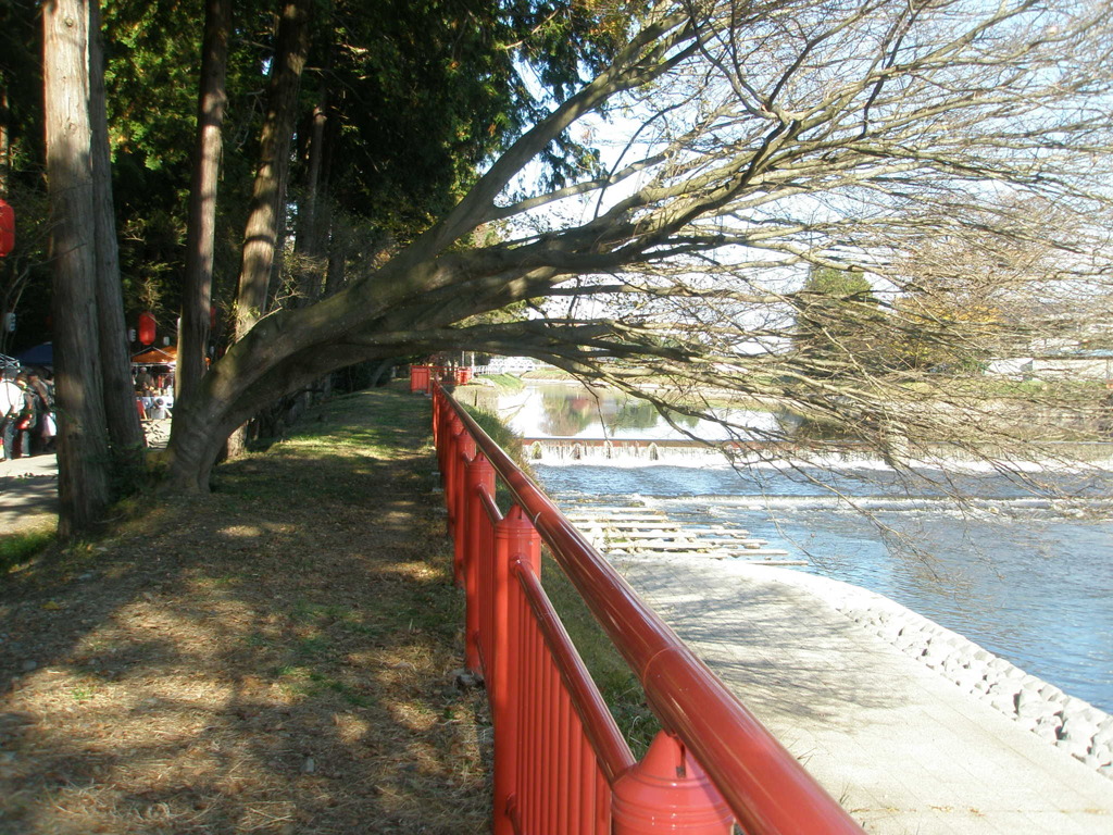 気になる木