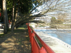 気になる木