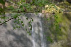 涼しい風景