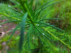 雨の後で