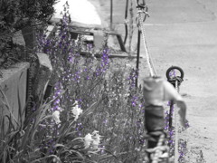 紫の花