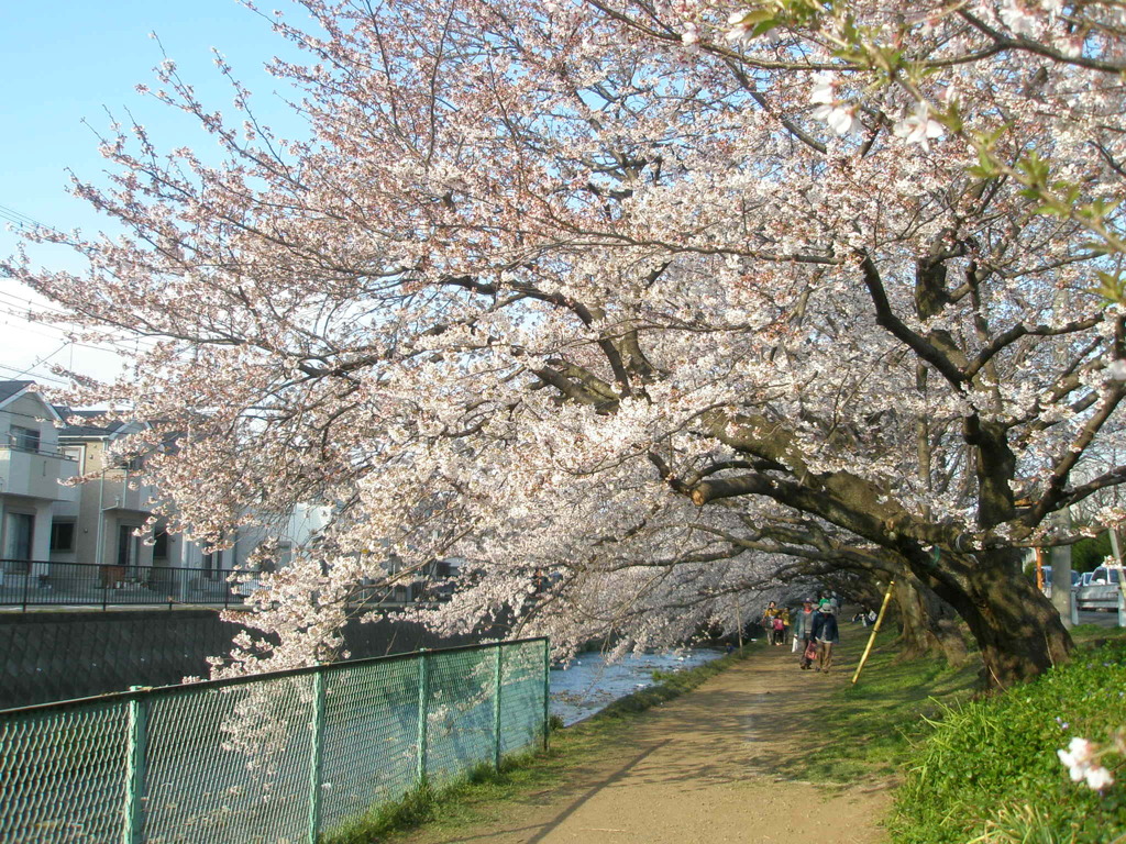 桜並木