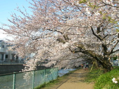 桜並木
