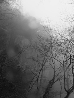 霧の中の木々