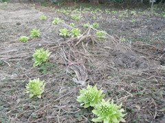 春の息吹は多くなくていい。