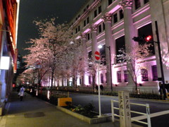 桜とライトアップ