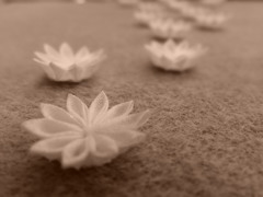 白い花たち