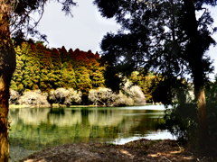 木々の間から