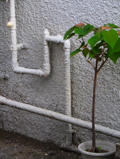 カクカク