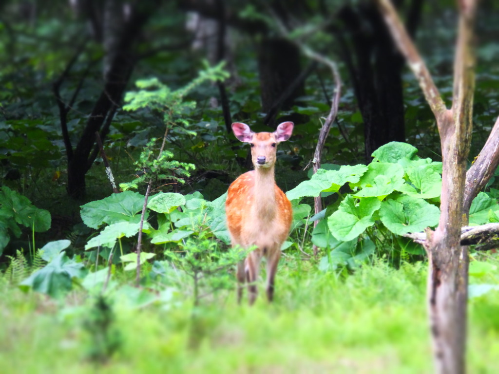 森の住人