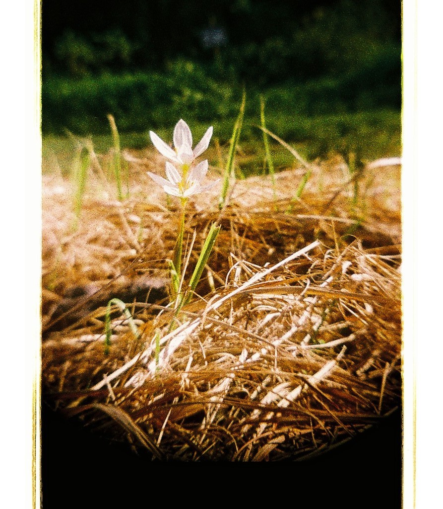 小さな花