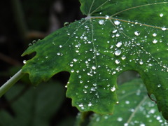 雨上がり