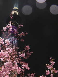 夜×雨×桜=photo