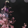 夜×雨×桜=photo