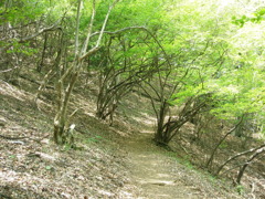 山道