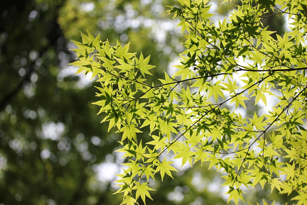 梅雨の山かえで