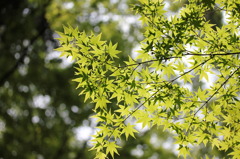 梅雨の山かえで
